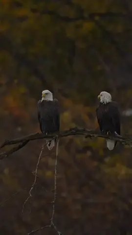 #quotes #foryou #foryoupage #laguviral #CapCut 