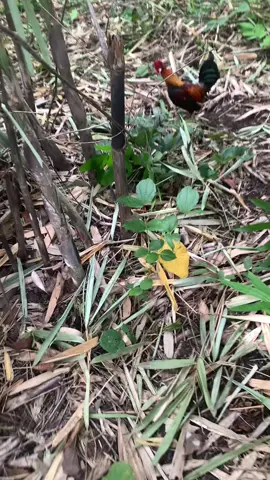 #xuhuong #garungdaklak47 #hoigarungeahleo 