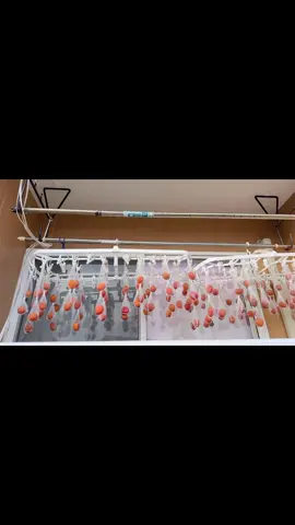 Kết quả của mẻ hồng treo gió ưng hết sức 🤗Ta nói nó dẻo nó ngọt nó ngon 😉😉😉#hongtreogio #xh 