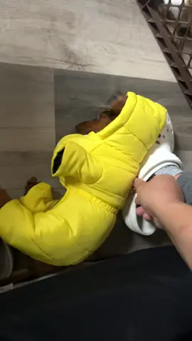 The dog’s first time wearing clothes 😂😂😂#foryou #fyp #funnyvideos #clothes #funnydog 