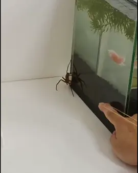 Don’t do that… i dare you 😤🕷️ #tiktok #viral #fypシ゚ #fyp #northkoreatiktok 