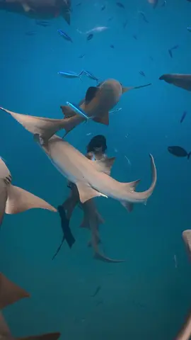 🦈 “At Velaa Trips, we bring you closer to the Maldives’ gentle giants — safely, calmly, beautifully.” #creatorsearchinsights #maldives #maafushi #velaatrips #maldivesbluewater @Maldivesbluewater 