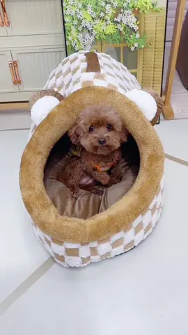 Nhà đệm êm ái cho bé nằm thoải mái 🐶 #nhachothucung #nhachochomeo #demchothucung #demchochomeo #bunquystoc 