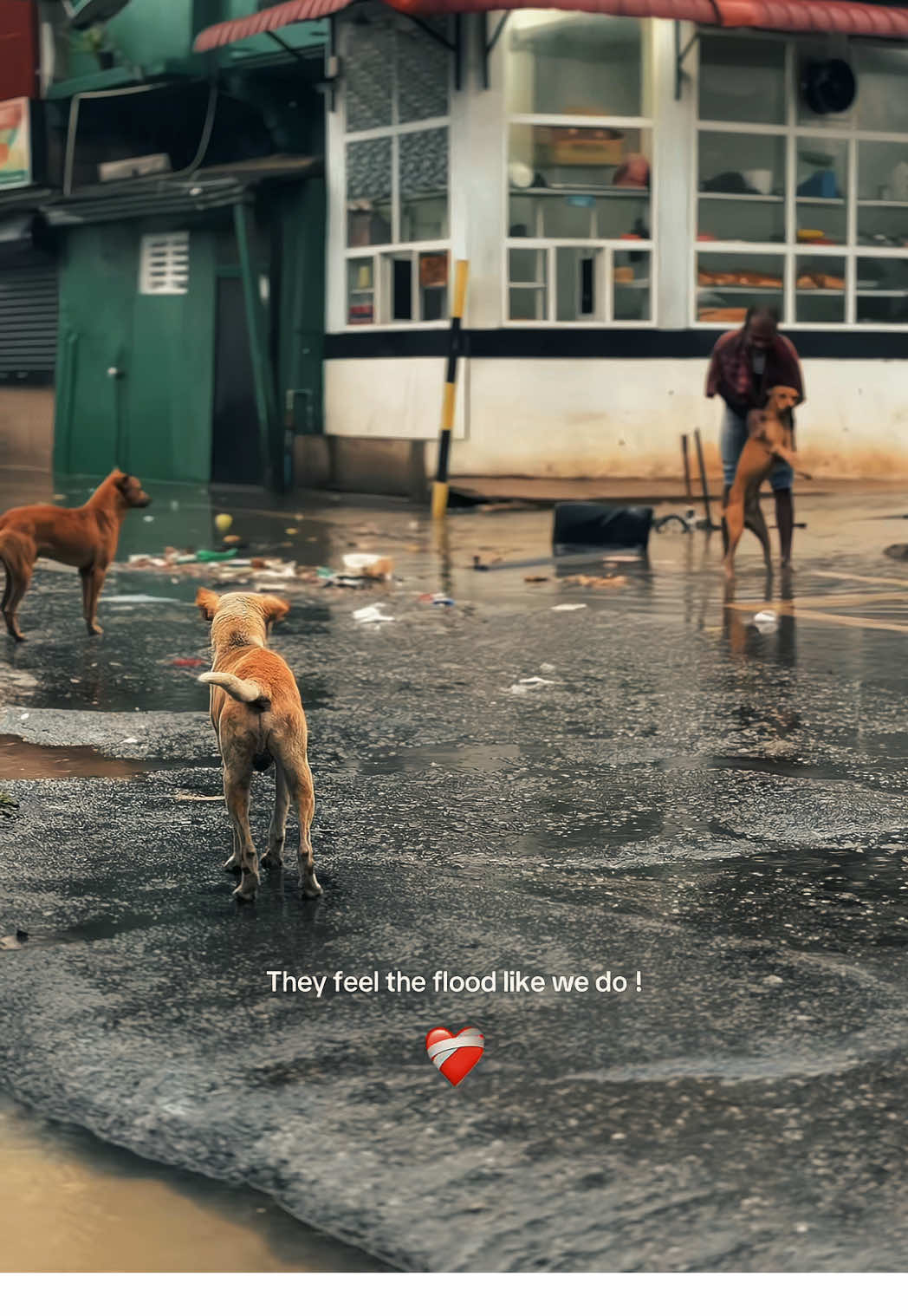 Don’t abandon them ❤️‍🩹. . . #srilanka #flood #goviral 