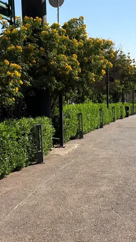 #الف_ليلة_وليلة_بارك #لقطة_فائقة_الثبات #تصويري #مجرد________ذووووووق🎶🎵💞 #viral 