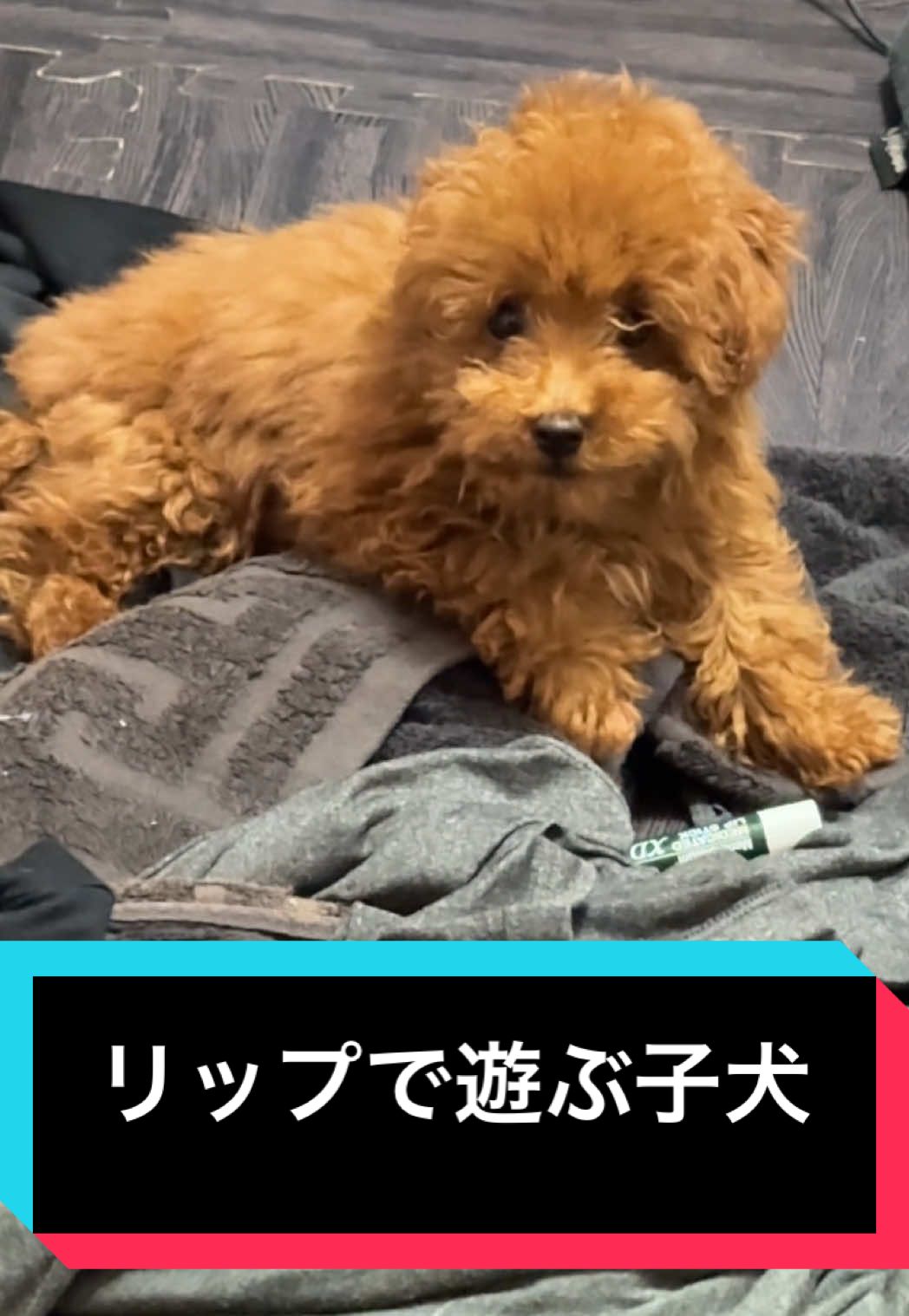 リップ探してたら遊ばれてたw #poodle #toypoodle #Baby #トイプードル #子犬 