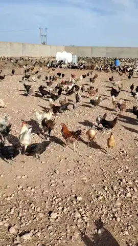 #مربي_الدجاج_الوطني_أجدابيا #دجاج_فيومي #دجاج_فيومي_المنيوم_رومي_حباحب_برهام #شعر_ليبيا_طبرق_بنغازي_اجدبيا🇱🇾 #للحجز0944716321 