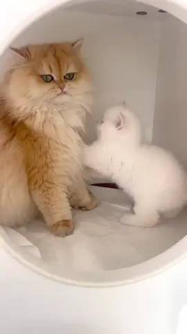 #แมว #cat #cats #catsoftiktok #แมวน่ารัก 