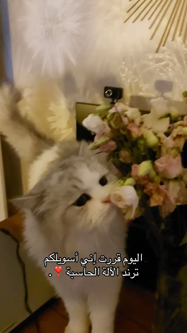 #fyp #trend #foryoupage #explore #follow 