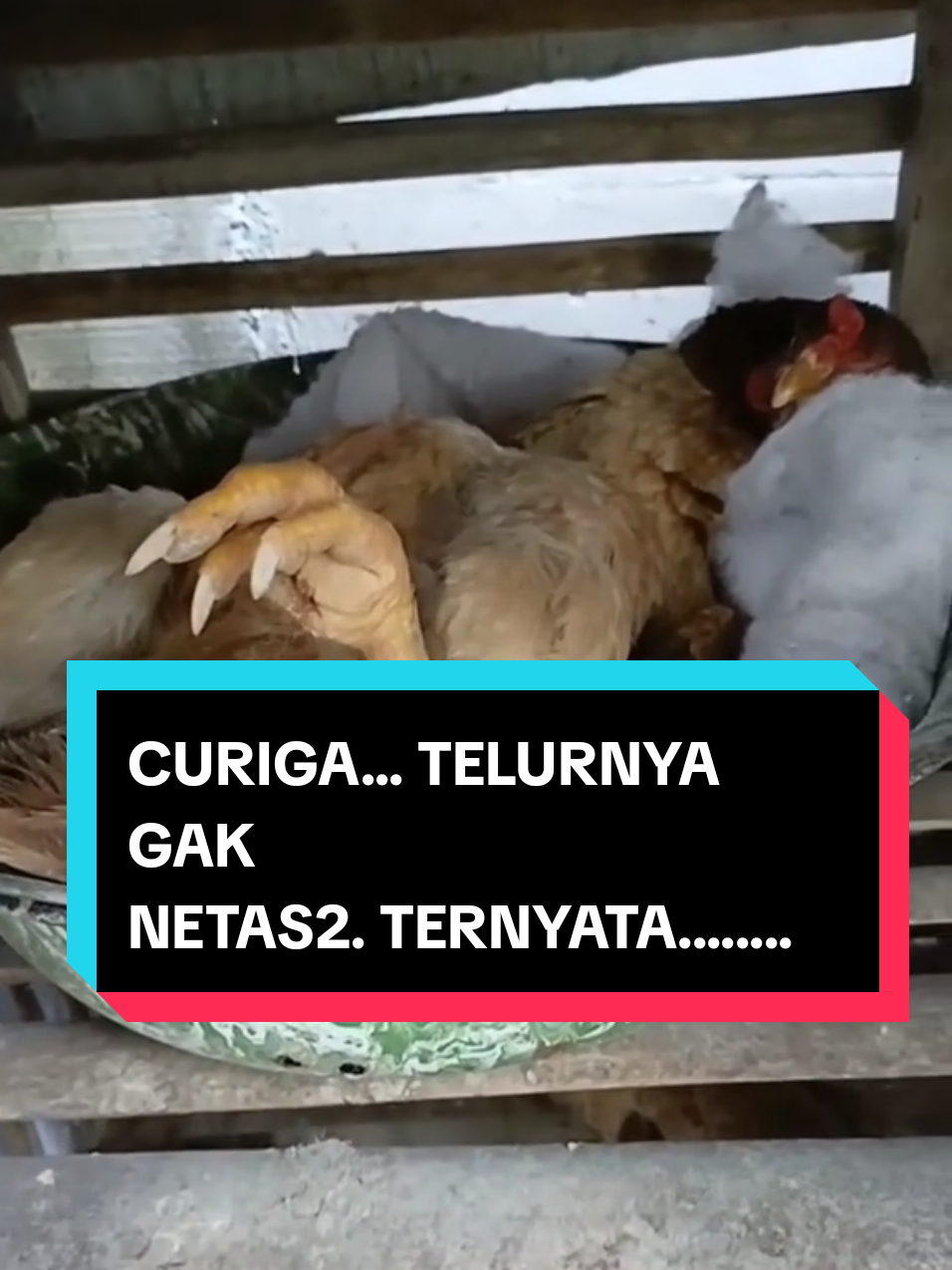 Loh pantesan ora netes, malah ngangkang 😂😂 #komedi #hiburanlucu #pitikangkrem #ngakak 