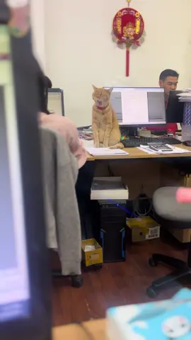 Biểu cảm của cam #xh #🍊 #meo 