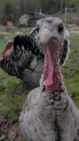 Happy Friday! #CapCut #farm #rusticrootsheritagehomestead #thankful #homestead 