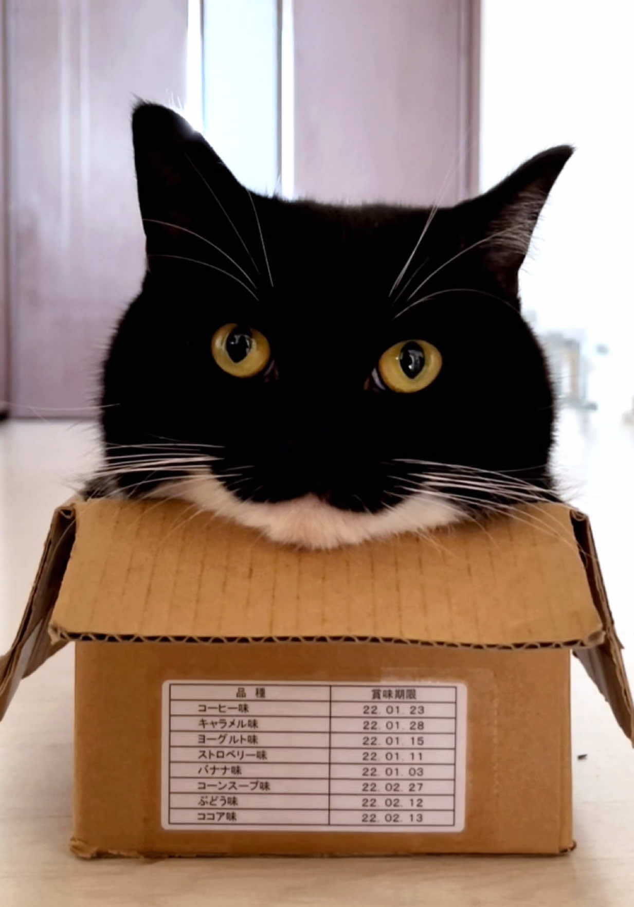 Uni became the box :3 #catsoftiktok #fyp #uni 