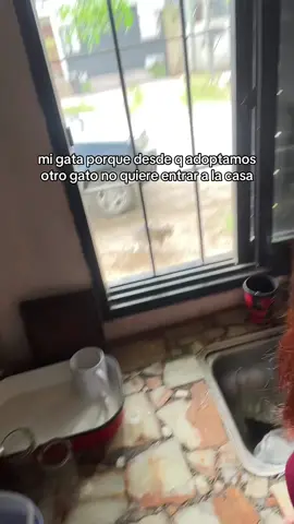 pasen tips para que se quieran porfa #gato #michi #fyp 