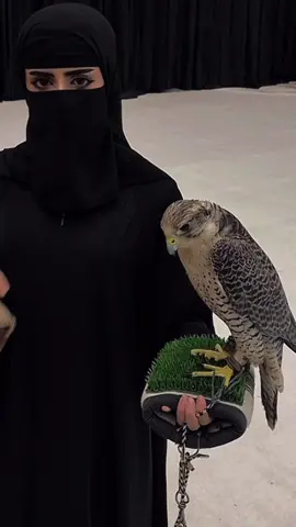 شيلة الموسم 🤍. #معرض_الصقور_والصيد_السعودي_الدولي #هدد #اكسبلورexplore 
