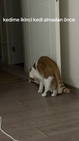 #fyppppppppppppppppppppppp #keşfet #cats #kedi 