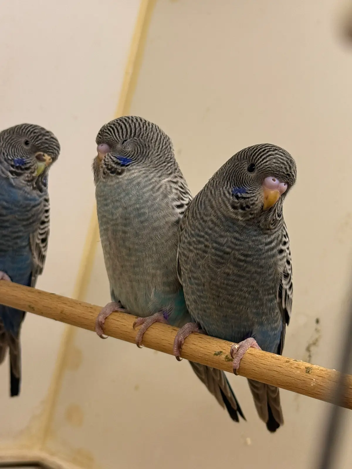 #fy #viral #wellensittich #viralvideos #Blackface 