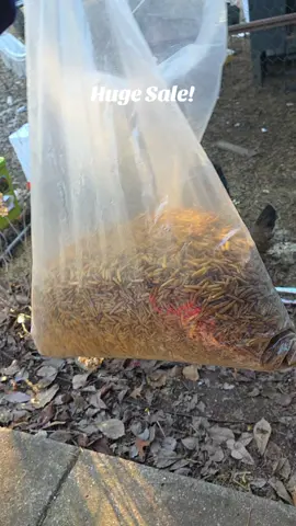 treat your chickens #tiktokshopblackfriday #blackfriday #chickens #backyardchickens #blacksoldierlarva 