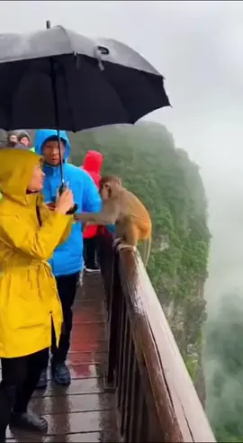 ☂️ Monkey Takes Paragliding to the Next Level! #MonkeyAdventures #UmbrellaFlying #ExtremeMonkey #Paragliding #FunnyAnimals
