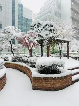 Last year I was slipping on ice… this year I’m just freezing for free without snow 🙄 #winter #snow #thanksandgiving #southafrica #fyppppppppppppppppppppppp #foryoupage #thanksmaa #fypシ #southkorea #tiktok #2025 #creatorsearchinsights #capcut 