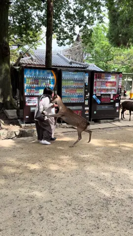 まさかの展開！観光客が鹿にちょっかい→その場で即お返し！
