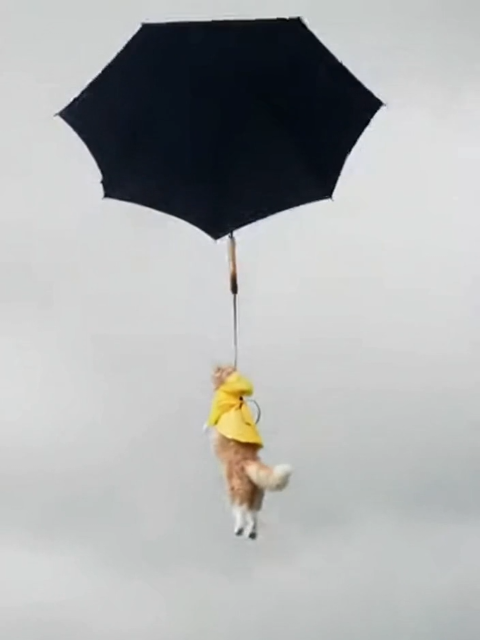 my cat blow up into air #catsvideo #catsflying #funny 