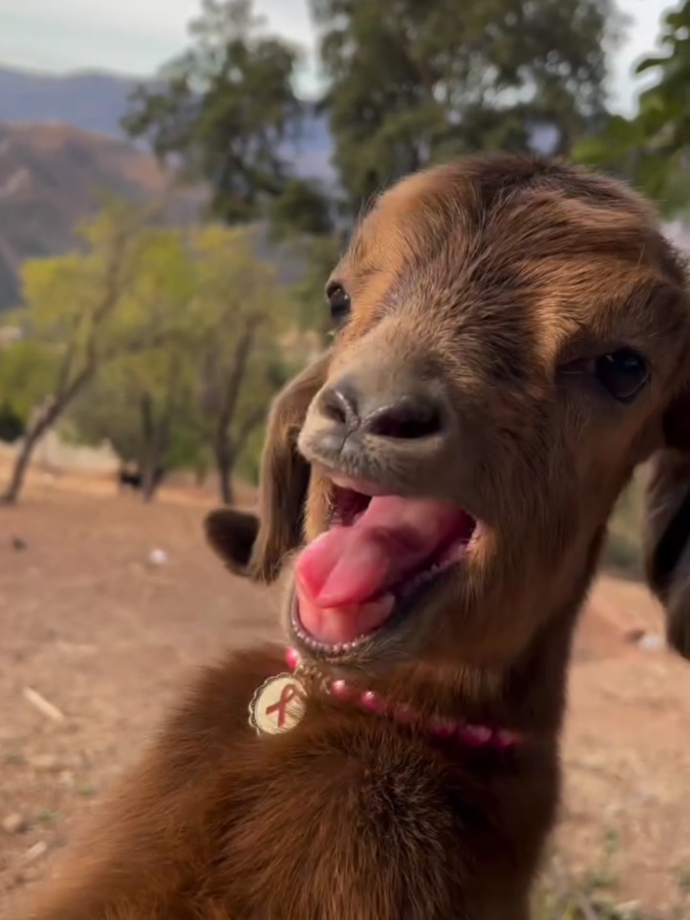 Cute Capricorn Sounds | Oğlak Sesleri 😇🥰 ... @zolikha_bouanan96 #villagelife #goat #keçi #cuteanimals #viral 