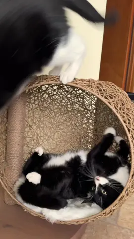 Red carpet @Mau  Fitz and Vladdie who are normally  adventuring through fields and forests took a break to experience star treatment for Mau's Furr-riday ball!  They are relaxing in the Lua cat tree- which I, Heidi love because it fills multiple purposes. It is a stunning piece to look at, a cat scratcher, cozy bed and also my kitties also use it as a play area.  Do you think Fitz and Vladdie are well behaved enough to attend the black furrriday ball? 😬🤭 Also if you are looking at purchasing one, Black Friday is Mau's only sale of the year ⭐️ #maupartner #maupets #ad #maucatwalkcam #maublackfurrridayball   