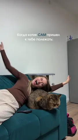 Это мне подарок на Новый год  #котыприколы #котысмешные #кошкиюмор #котики #кошкиприколы 