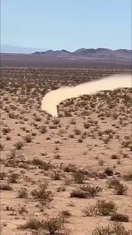 what is this, so fast that it can't be caught #animal #Africa