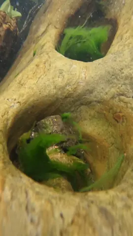 Underwater gold mining #fyp #investment 