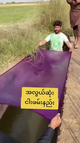 တောမှာအလွယ်ဆုံးငါးဖမ်းနည်းများ#ထိုင်းရောက်ရွှေမြန်မာ #fyp #viral #bangkok 