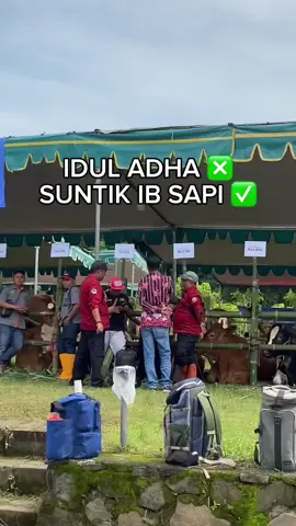 bukan sapi tapi SAPI 😇 #fyp #fyppppppppppppppppppppppp #viral #jatim #jember 