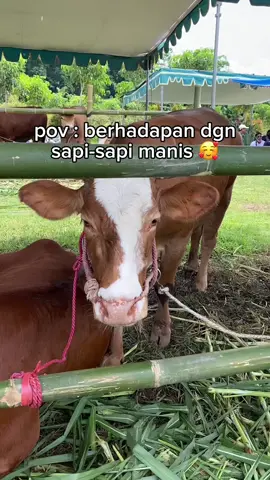 haiii sapi gemoy 🥰✨🫰🏻 #fyp #fypシ゚ #viral #sapimanis #sapingamuk 