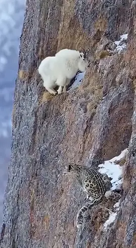 #trending #viralvideo #fyp #growmyaccount #foryou