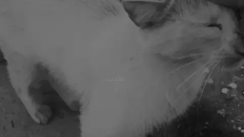 ئەو جوانیەی🌚🐈#ranya #شعب_الصيني_ماله_حل😂😂 #foryoupage #capcut #kurdistan @TikTok @CapCut 