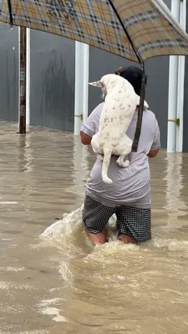 menyelamatkan anak kandung dulu gengs wkwk.                                #jangakauanluas #banjirmedan #medanmelaju 
