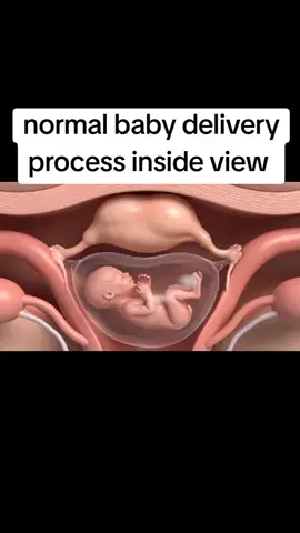 #Normal Baby delivery process insideview#process #human #anatomy #foryoupage 