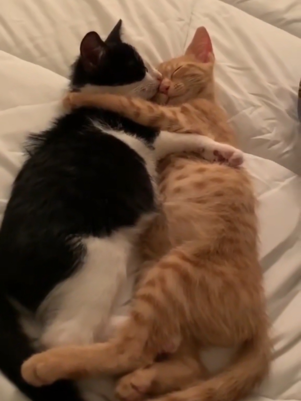 #2cats #catshugging #twocats #us #котикиобнимаются 