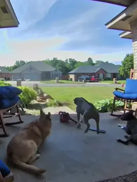 Today we will fight against mother together. Can you guess the ending? #dog #dogsoftiktok #pet #funny #dogandbaby 