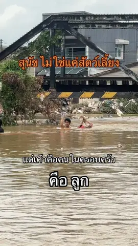 มองแต่ไกลเห็นแล้ว อดถ่ายไม่ได้ พอเข้ามาใกล้อ้าวพี่เรานี่เอง #น้ําท่วม68 #หาดใหญ่ #หมา #ครอบครัว #ฟีดดดシ 