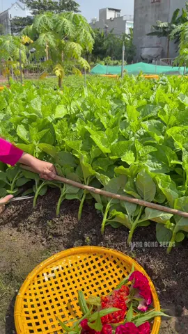 Thu hoạch mồng tơi bà con ơi 