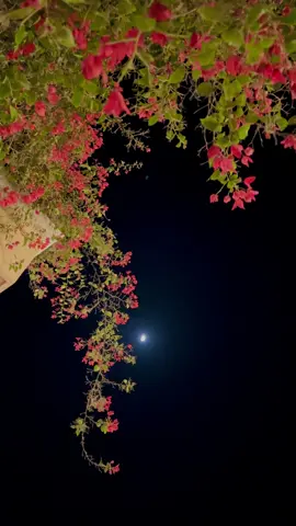 محبت مختصر بھی ہو تو بہت حسین لگتی ہے۔✨👀🌸🦋💫#views #meh_alee #fypシ゚ #support_me #unfreezemyacount 