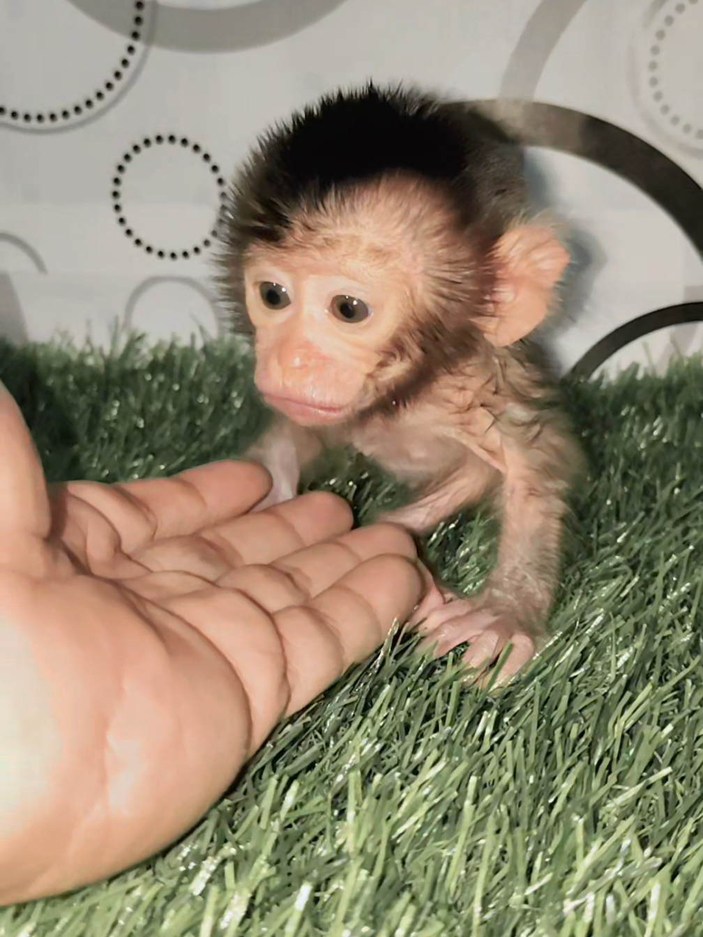 adorable baby zoya 🐒🌺❤ #foryou #viral #pet #fyp 
