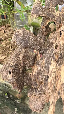 Ô Rồ dầu đen,đẹp #tramhuongtunhien #tramhuong #tramhuongnhan #fyp 