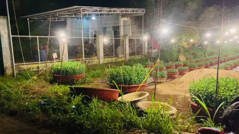 Không khi đông sang xuân về❤️❤️#xuhuongtiktok 