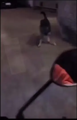 #tik_tok #fyp #viral #memestiktok #albania 😂😂