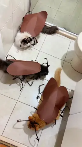 kecoa berbulu ini mah😭