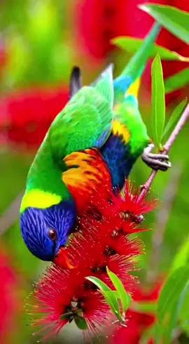 nhạc chuông tiếng chim hót hay nhất #xuhuong #foryou #fyp 