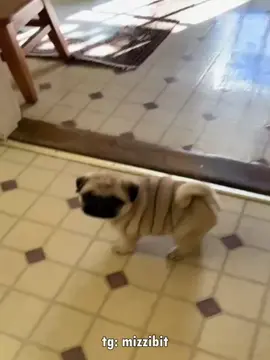 форс жёстко 🐕 #fypシ゚ #мопсы #трек 